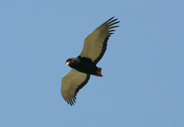 Bateleur eagle in flight