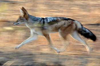 Blackbacked Jackal on the move