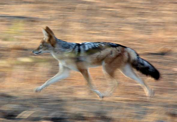 Panned photo of black-backed jackal