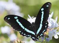 blue-banded swallowtail butterfly