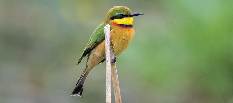 Little bee-eater perching on reed, Lower Zambezi National Park, Zambia