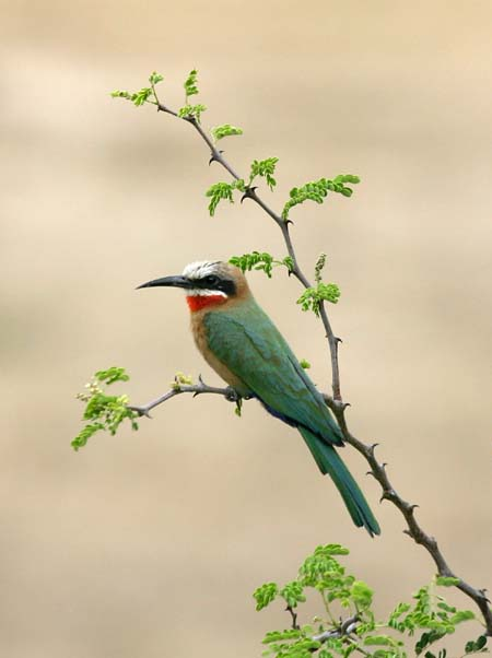 Whitefronted Bee-eater