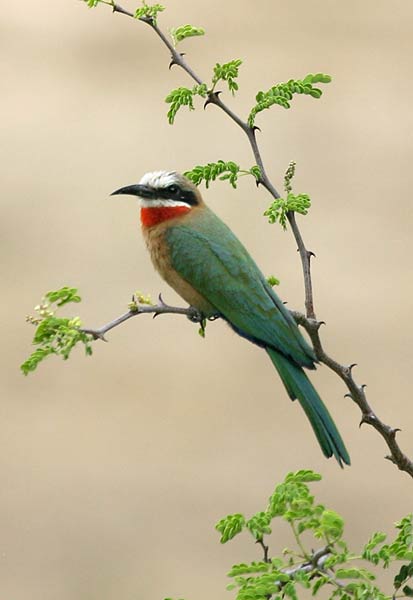 Whitefronted Bee-eater, side view