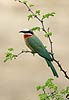 Whitefronted Bee-eater