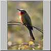 Whitefronted bee-eater, Kruger National Park