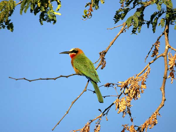 Whitefronted bee-eater