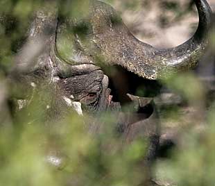 African buffalo - Big 5