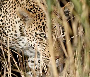 Leopard big 5 