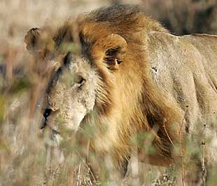 Lion Big 5