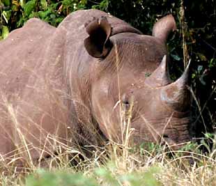 Black rhino - Big 5