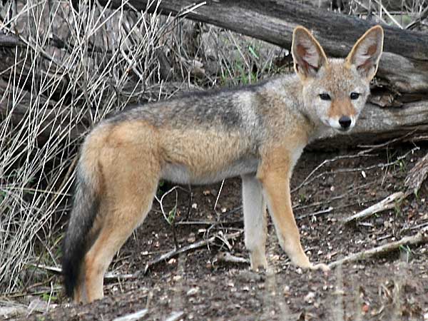 jackal pup near den, Kruger National park, South africa