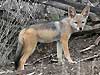 Jackal pup, Kruger National Park