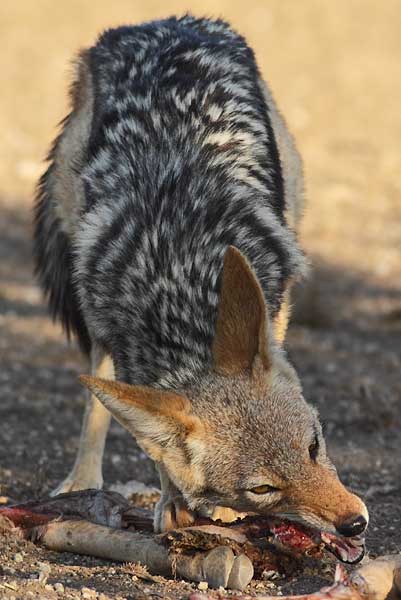 black-backed jackal chewing on carcass remains, botswana
