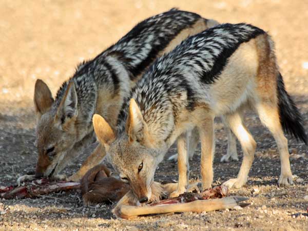 Jackal pair feeding on remains of antelope carcass