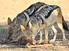 black-backed jackal pair feeding on carcase remains