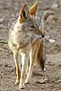 black-backed jackal standing, front-on view