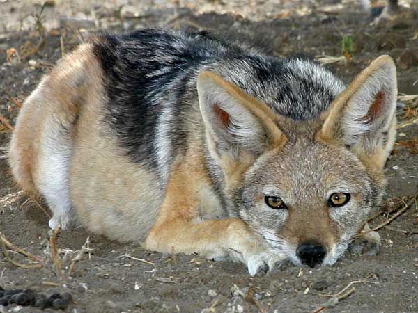 black-backed jackal at rest