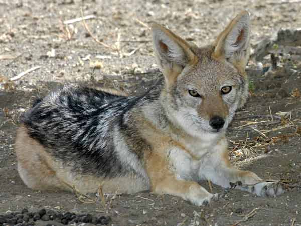 Jackal resting in the shade