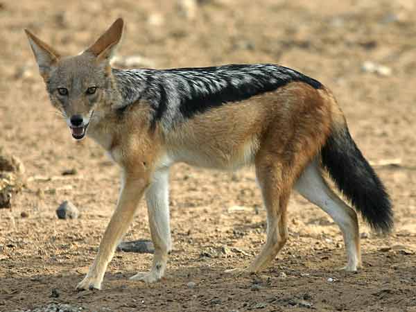 Jackal walking in sandy terrain, side view