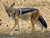 Jackal walking, side view