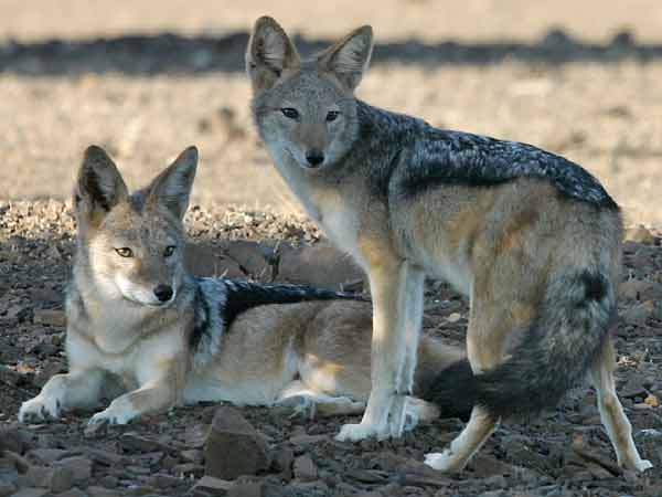 Pair of black-backed Jackals