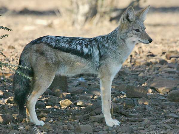 Jackal standing, side-on view