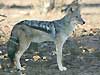 black-backed jackal standing, side-on view