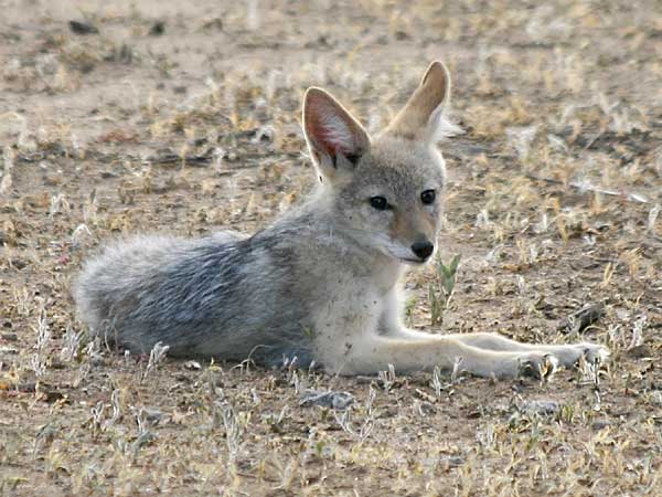 Jackal pup, Tuli Block, Botswana