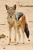 black-backed jackal standing looking at camera