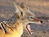 jackal yawning