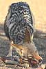 black-backed jackal chewing on bone