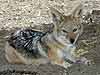 black-backed jackal lying down