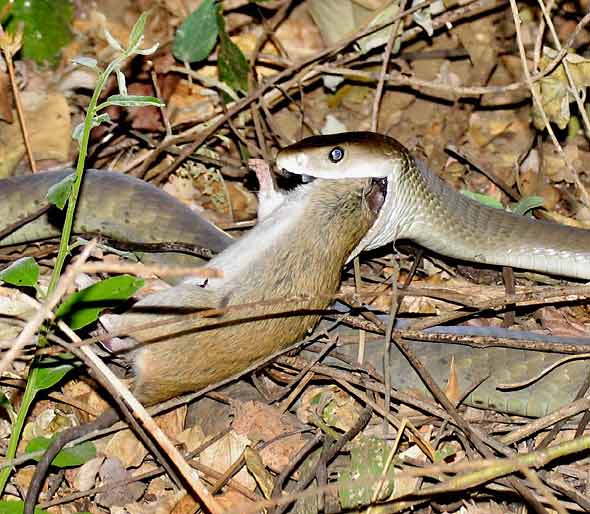 Black mamba devouring rat