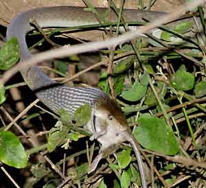 Black mamba swallowing prey