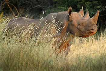 Black Rhino, side view