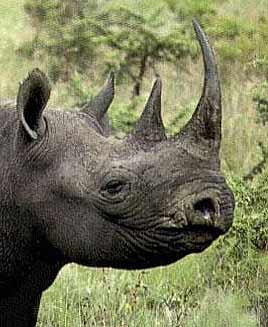 Black Rhino