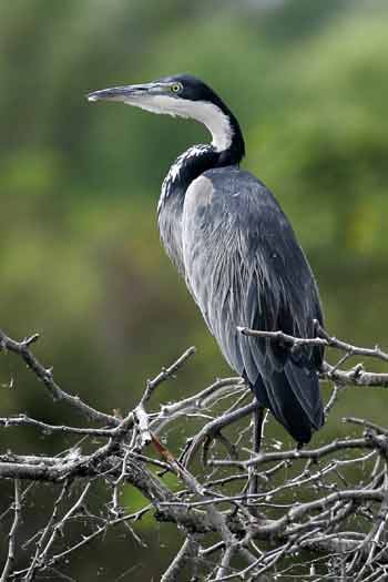 Black-headed heron in tree