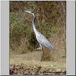 Blackheaded heron