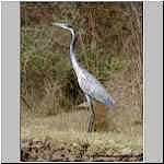 Blackheaded heron