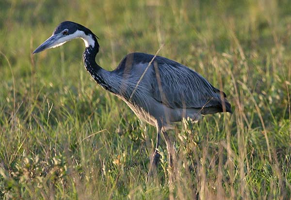 Blackheaded Heron