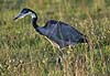 Blackheaded Heron 