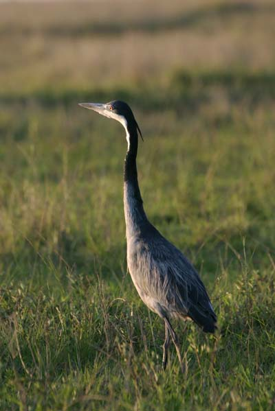 Blackheaded Heron