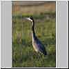 blackheaded-heron