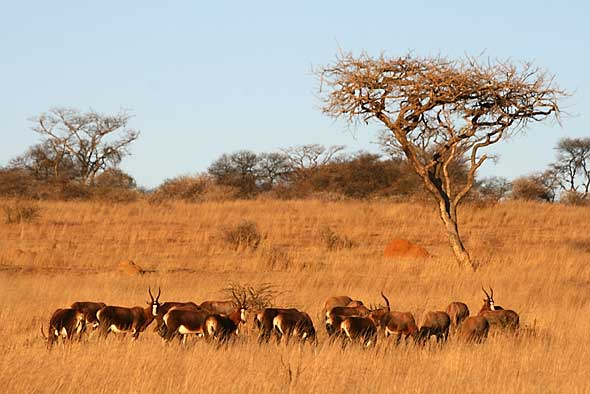 Blesbok herd