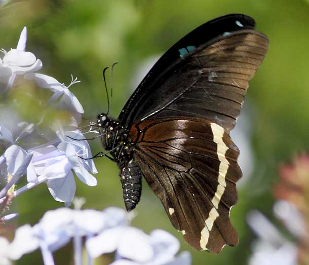 Blue-banded swallowtail butterfly with legs touching flower