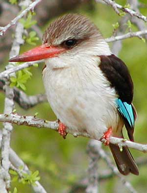 Brown-hooded Kingfisher