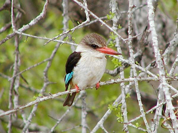 Brownhooded Kingfisher photograph