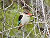 Brown-hooded kingfisher