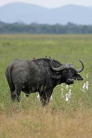 buffalo bull with egrets and redbilled oxpeckers