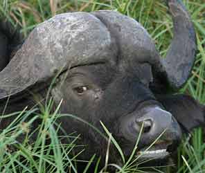 African buffalo showing the boss where the horns meet